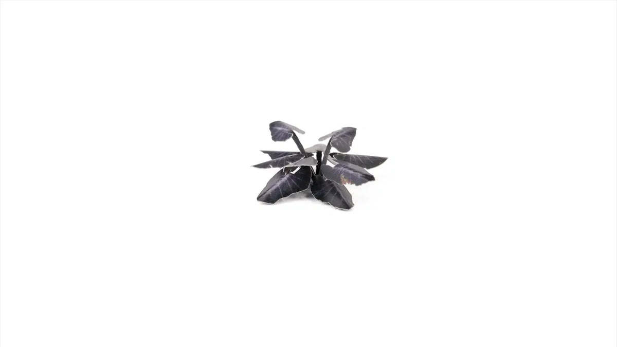 Gamers Grass - Laser Plants Black Magic Taro