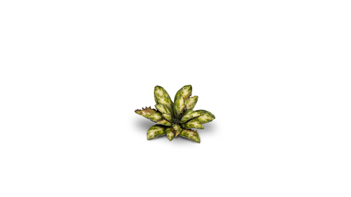 Gamers Grass - Laser Plants Dumb Cane