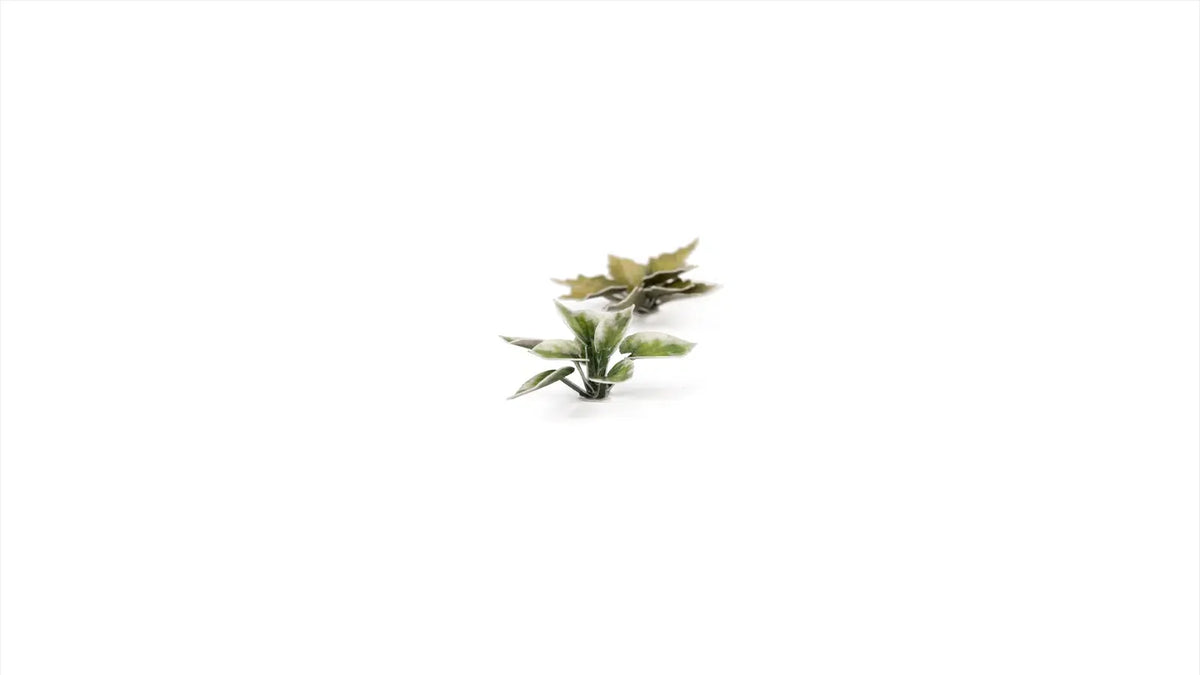 Gamers Grass - Laser Plants Plantain Lily