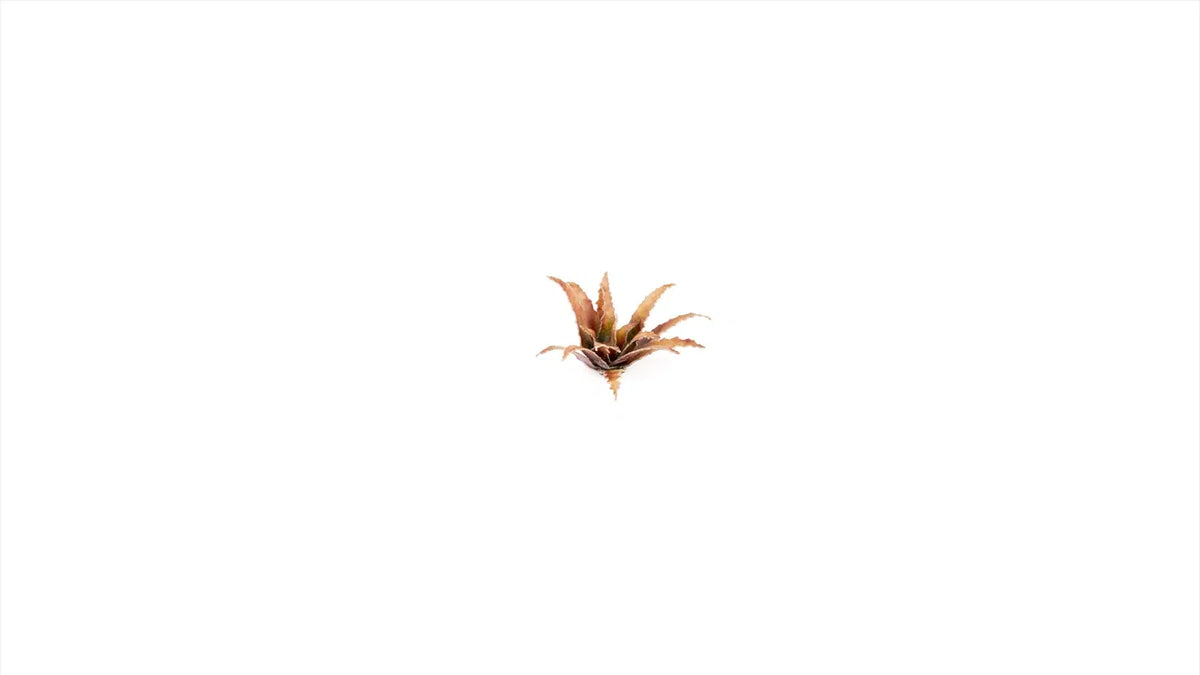 Gamers Grass - Laser Plants Red Aloe
