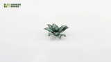Gamers Grass - Laser Plants Blue Agave