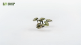 Gamers Grass - Laser Plants Bugloss