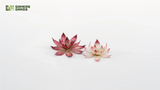 Gamers Grass - Laser Plants Lotus Flower