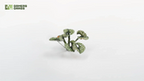 Gamers Grass - Laser Plants Bugloss