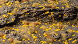 Gamers Grass - Tiny Golden (1mm)