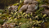 Gamers Grass - Laser Plants Deer Fern