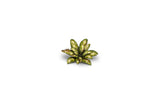 Gamers Grass - Laser Plants Dumb Cane