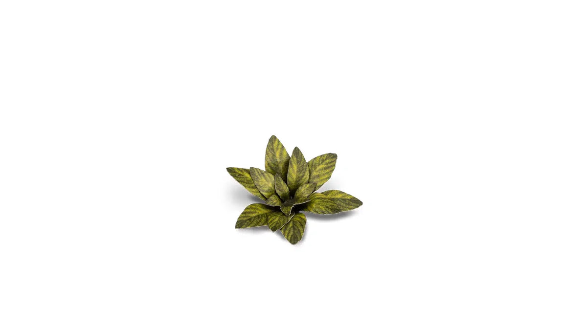 Gamers Grass - Laser Plants Dumb Cane