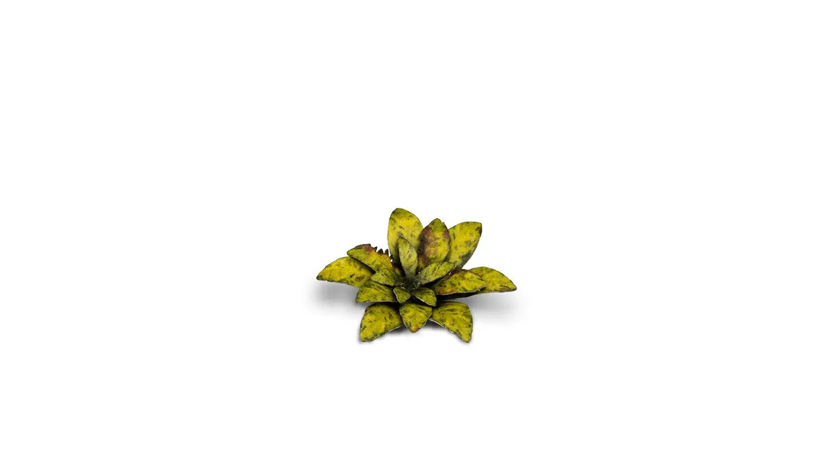 Gamers Grass - Laser Plants Dumb Cane