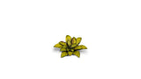 Gamers Grass - Laser Plants Dumb Cane