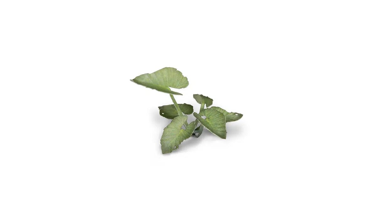 Gamers Grass - Laser Plants Elephant Ear