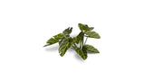 Gamers Grass - Laser Plants Elephant Ear