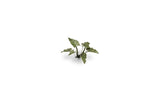 Gamers Grass - Laser Plants Lords-and-Ladies