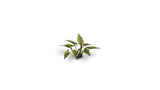 Gamers Grass - Laser Plants Lords-and-Ladies