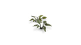 Gamers Grass - Laser Plants Lords-and-Ladies