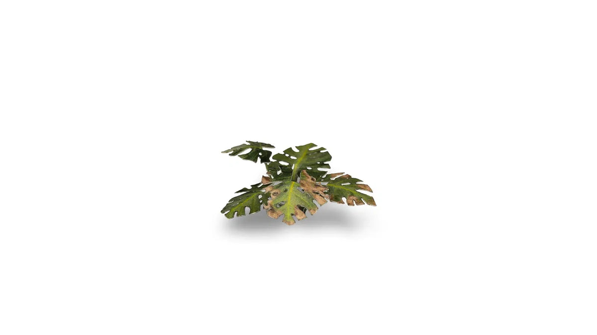 Gamers Grass - Laser Plants Monstera