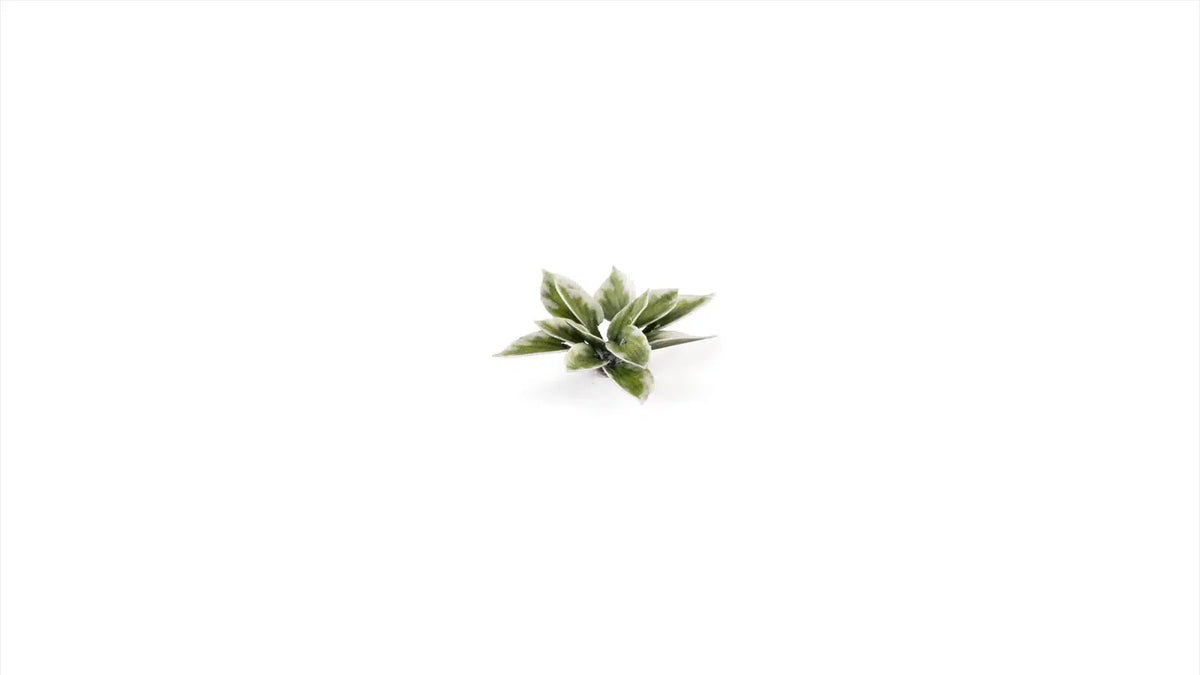 Gamers Grass - Laser Plants Plantain Lily