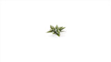 Gamers Grass - Laser Plants Plantain Lily
