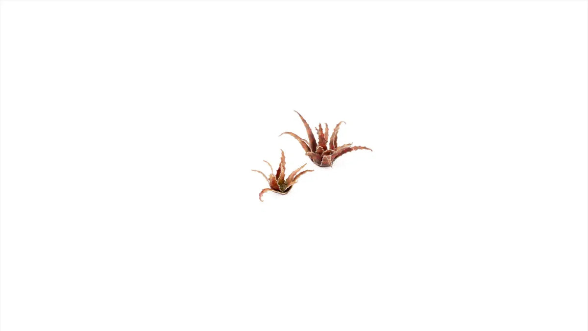 Gamers Grass - Laser Plants Red Aloe