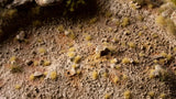 Gamers Grass - Tiny Beige (2mm)